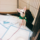 Illustration for article titled We Went To The Puppy Bowl And Brought Back Pictures Of Very Good Doggies And Cats